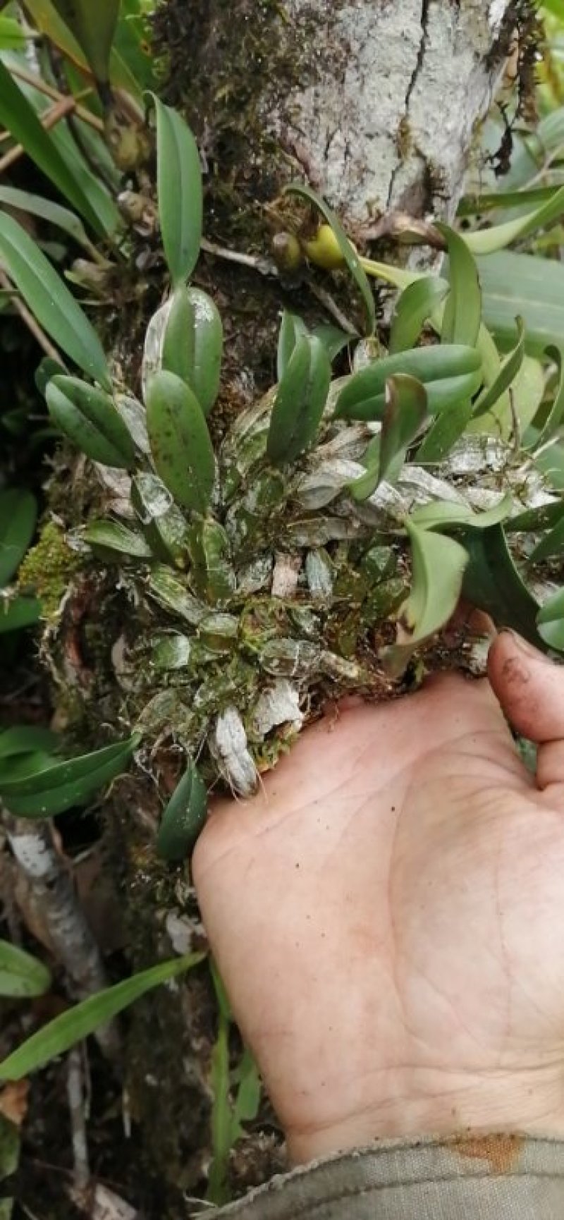 龟背石斛500g新鲜聚石斛广西山里采摘盆栽造景绿植煲汤