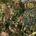 龟背石斛500g新鲜聚石斛广西山里采摘盆栽造景绿植煲汤