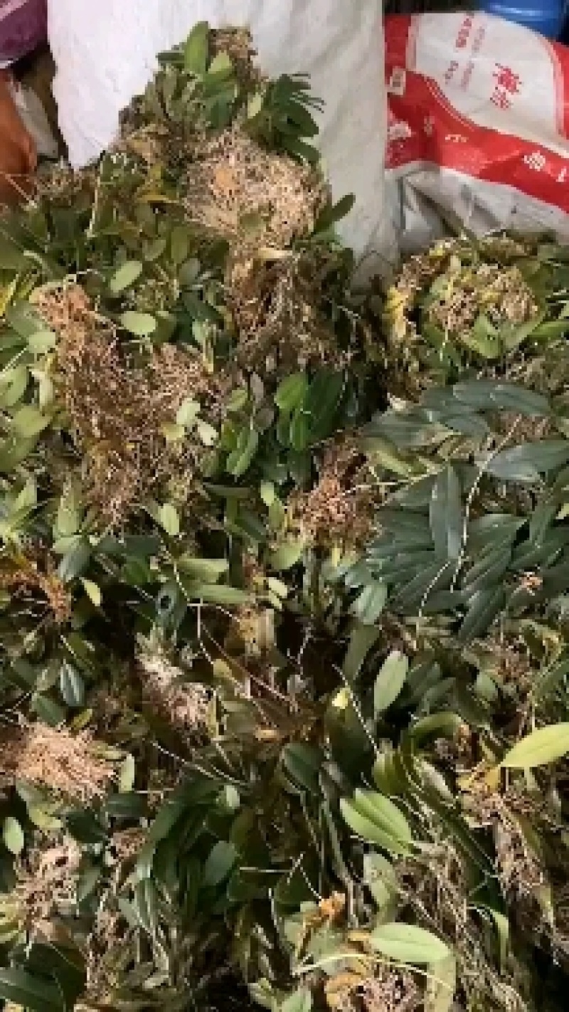 龟背石斛500g新鲜聚石斛广西山里采摘盆栽造景绿植煲汤