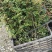 袋装红花椒，冕宁川西苗木种植有限公司