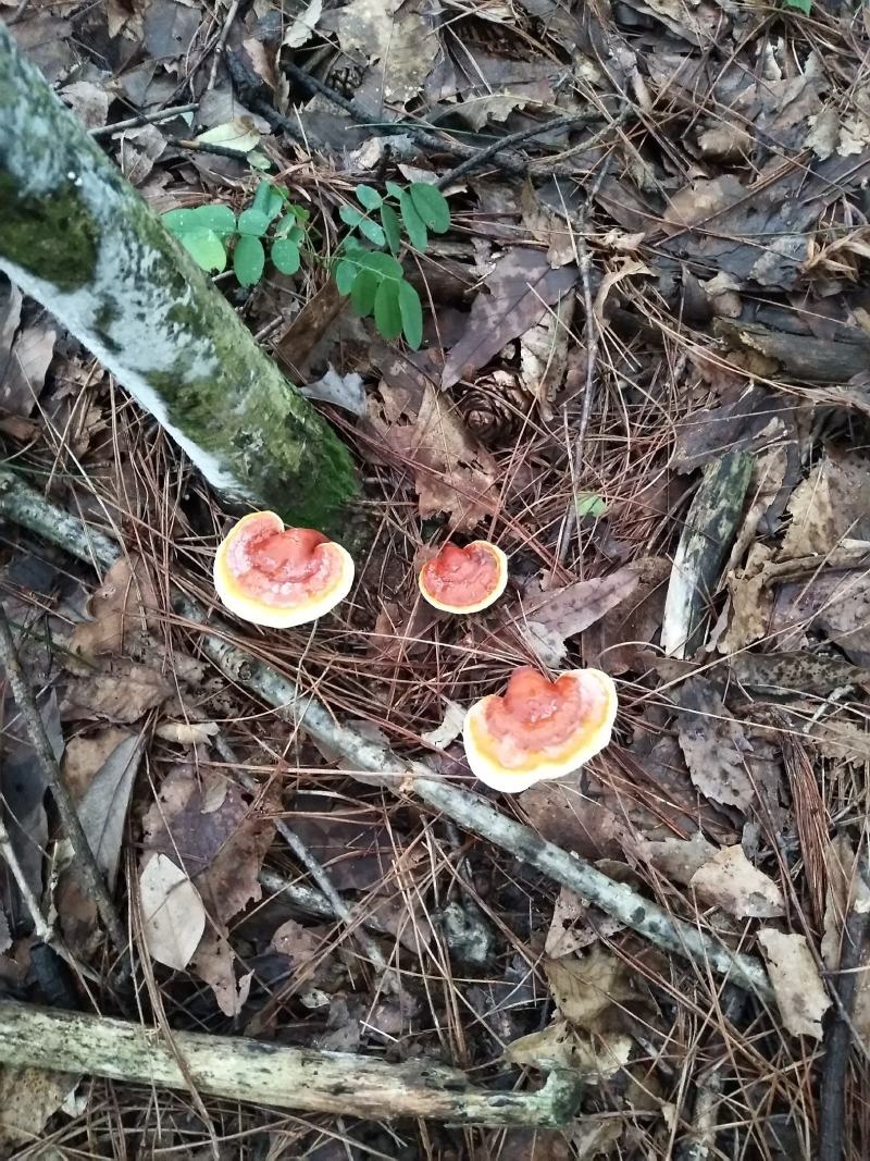 野生灵芝药用灵芝