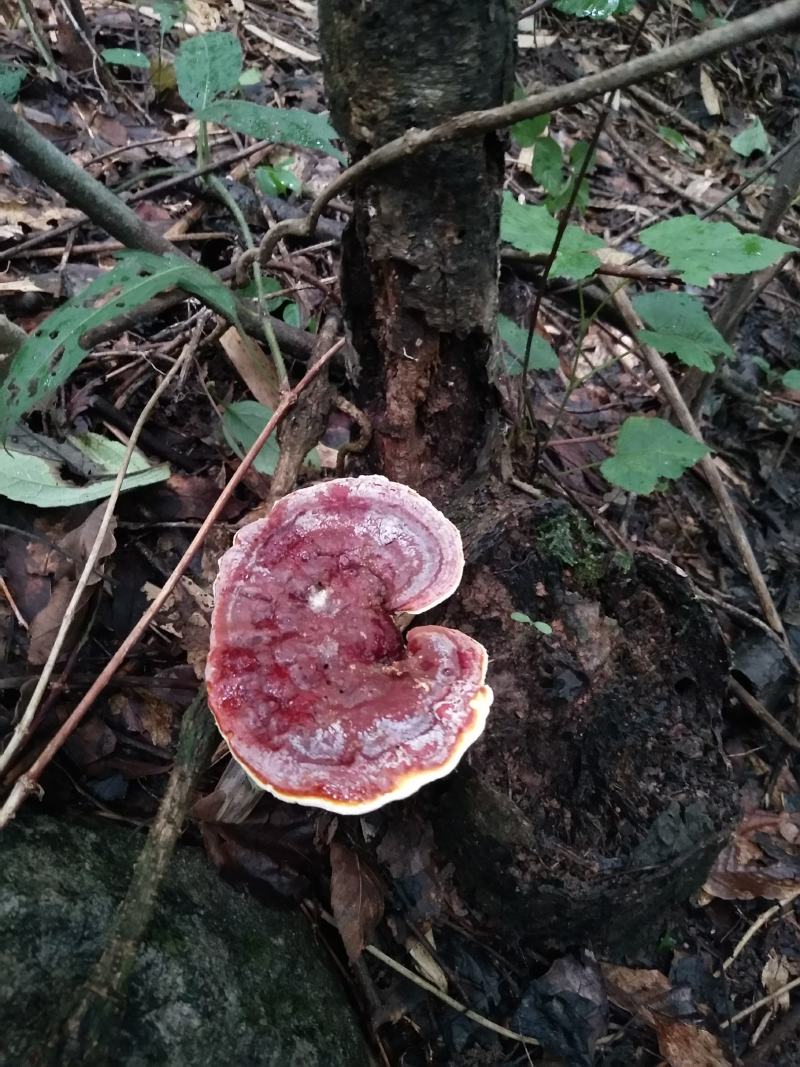 野生灵芝药用灵芝