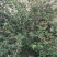 袋装红花椒，冕宁川西苗木种植有限公司