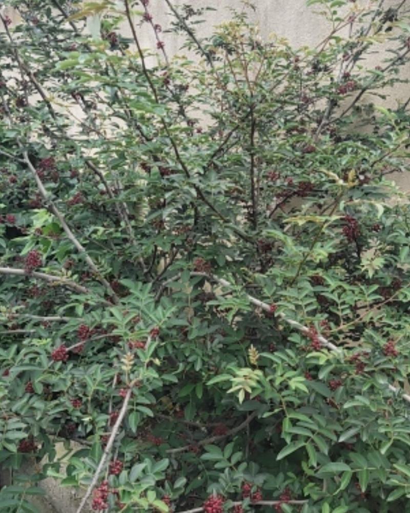袋装红花椒，冕宁川西苗木种植有限公司