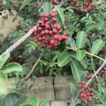 袋装红花椒，冕宁川西苗木种植有限公司