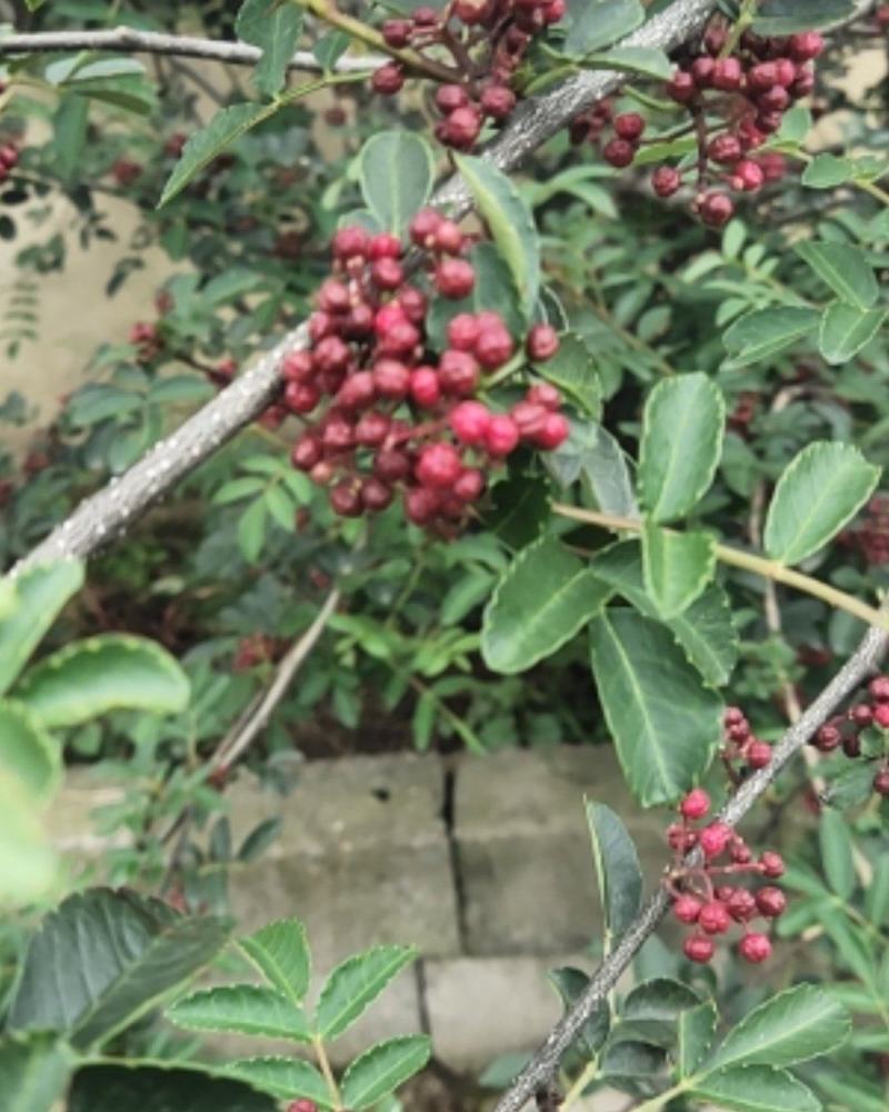 袋装红花椒，冕宁川西苗木种植有限公司