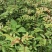 袋装红花椒，冕宁川西苗木种植有限公司
