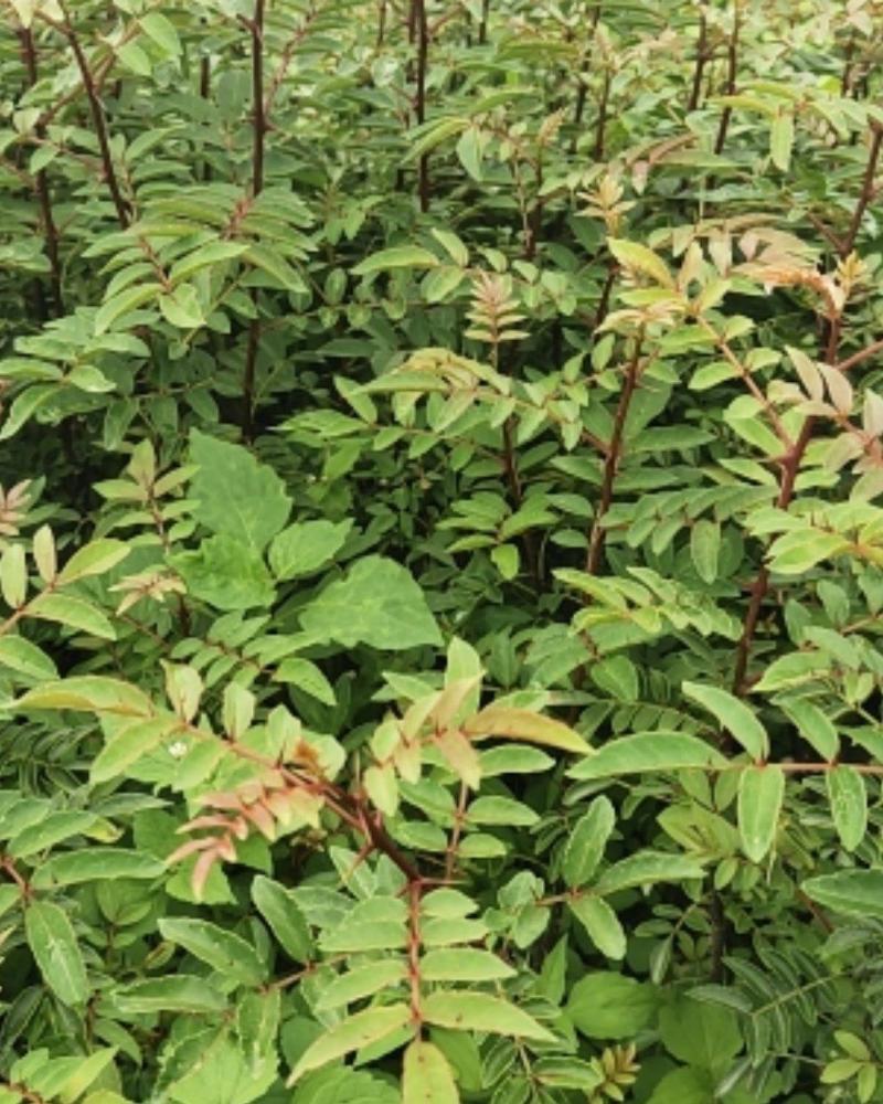 袋装红花椒，冕宁川西苗木种植有限公司