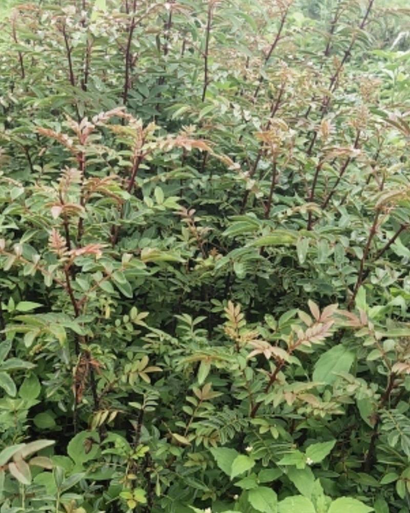 袋装红花椒，冕宁川西苗木种植有限公司