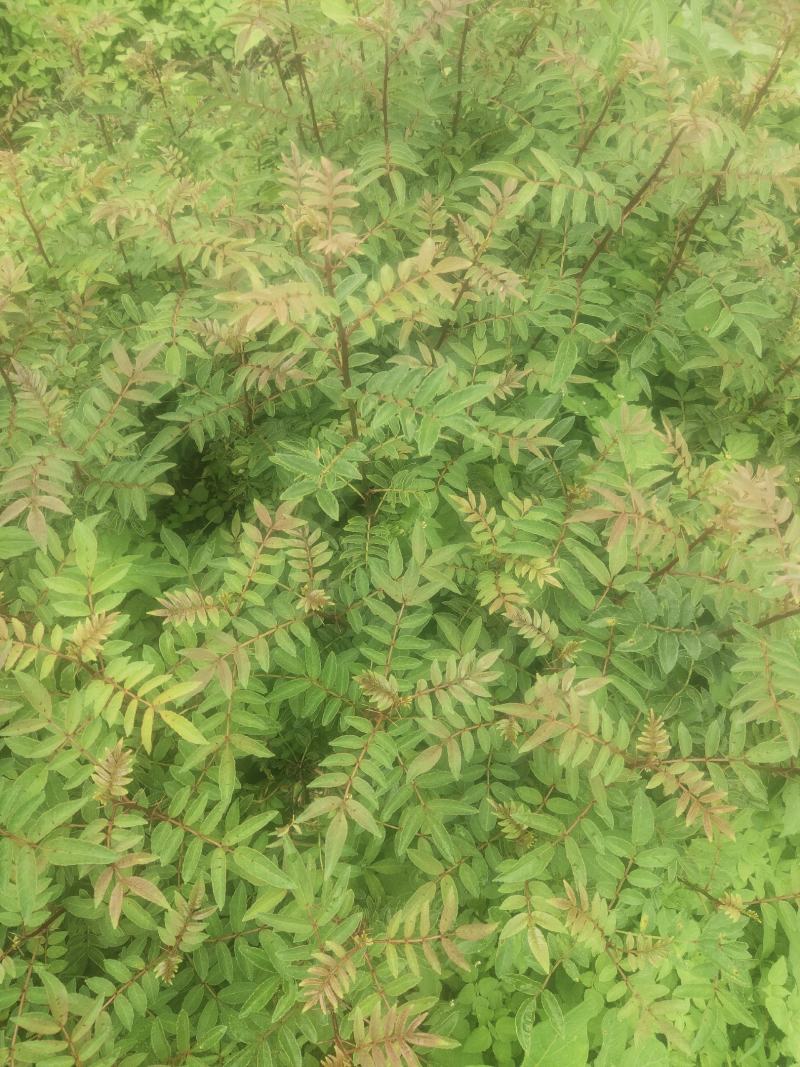 袋装红花椒，冕宁川西苗木种植有限公司