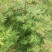袋装红花椒，冕宁川西苗木种植有限公司