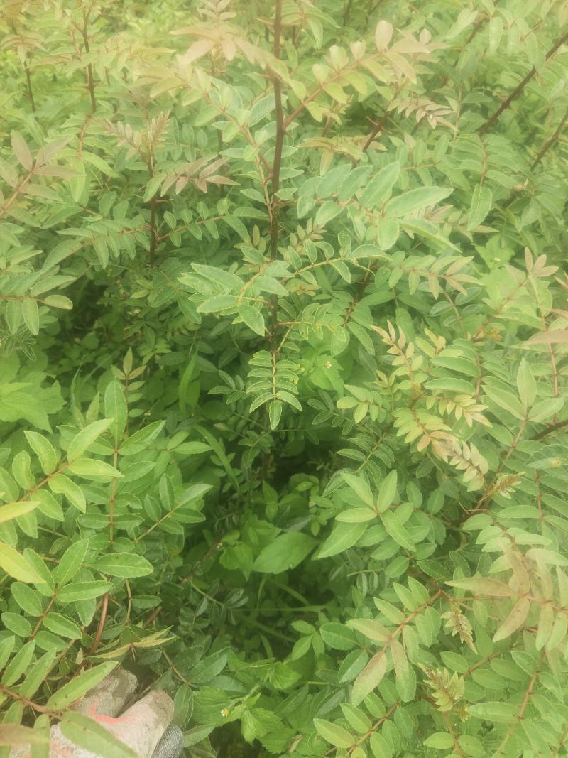 袋装红花椒，冕宁川西苗木种植有限公司