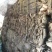 杜仲皮