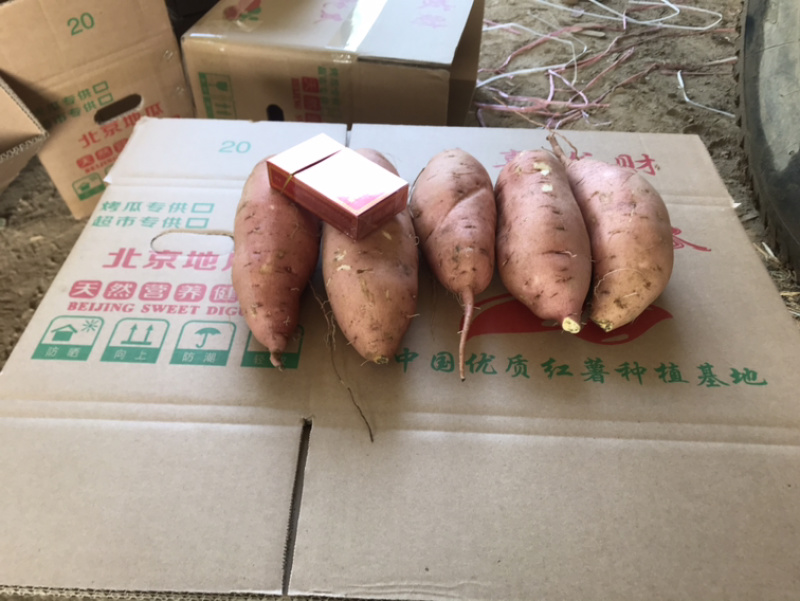 河南开封沙地龙九大量供应/精品龙薯量大优惠欢迎选购