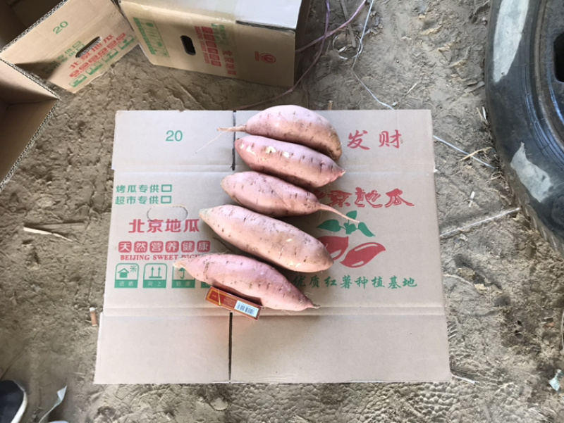 河南开封沙地龙九大量供应/精品龙薯量大优惠欢迎选购
