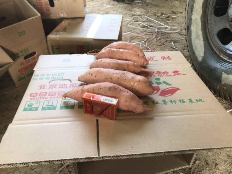 河南开封沙地龙九大量供应/精品龙薯量大优惠欢迎选购