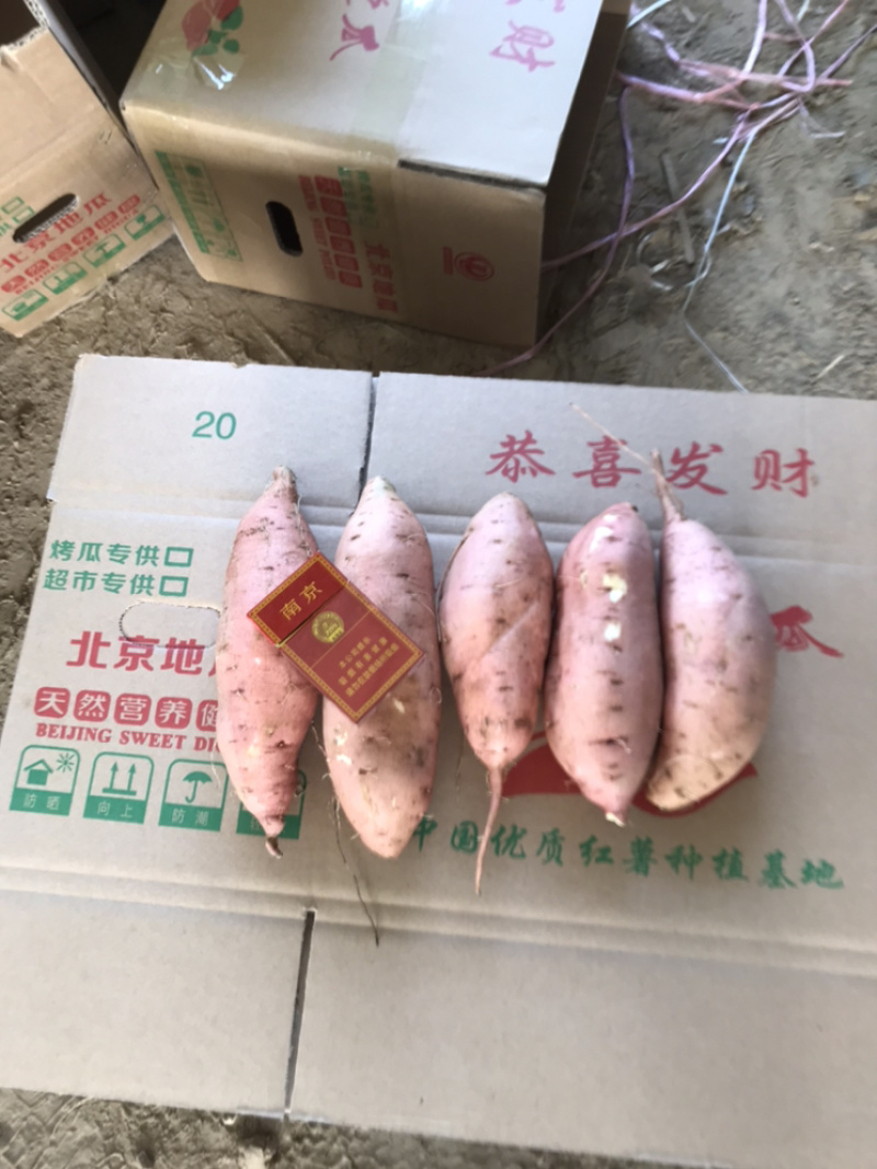 河南开封沙地龙九大量供应/精品龙薯量大优惠欢迎选购