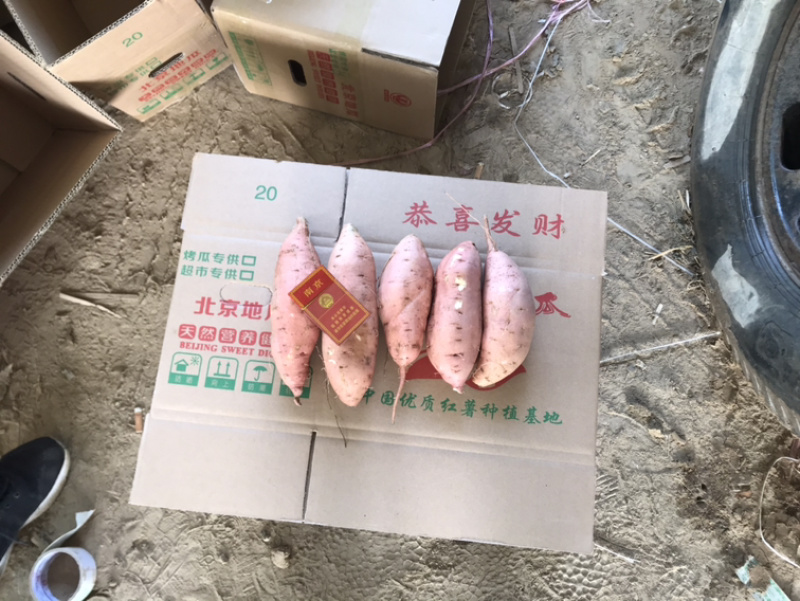 河南开封沙地龙九大量供应/精品龙薯量大优惠欢迎选购