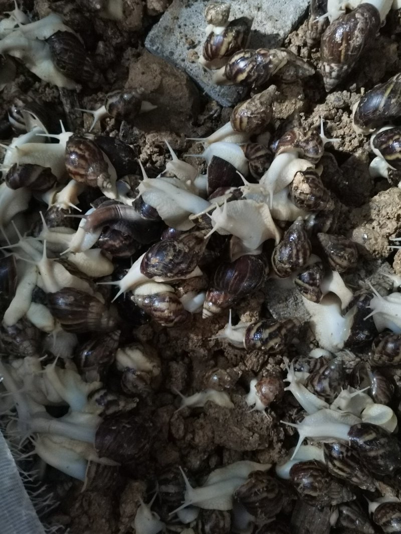 白玉蜗牛自己养一手货，没有中间商