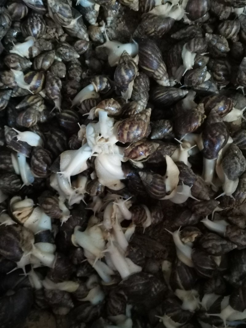 白玉蜗牛自己养一手货，没有中间商