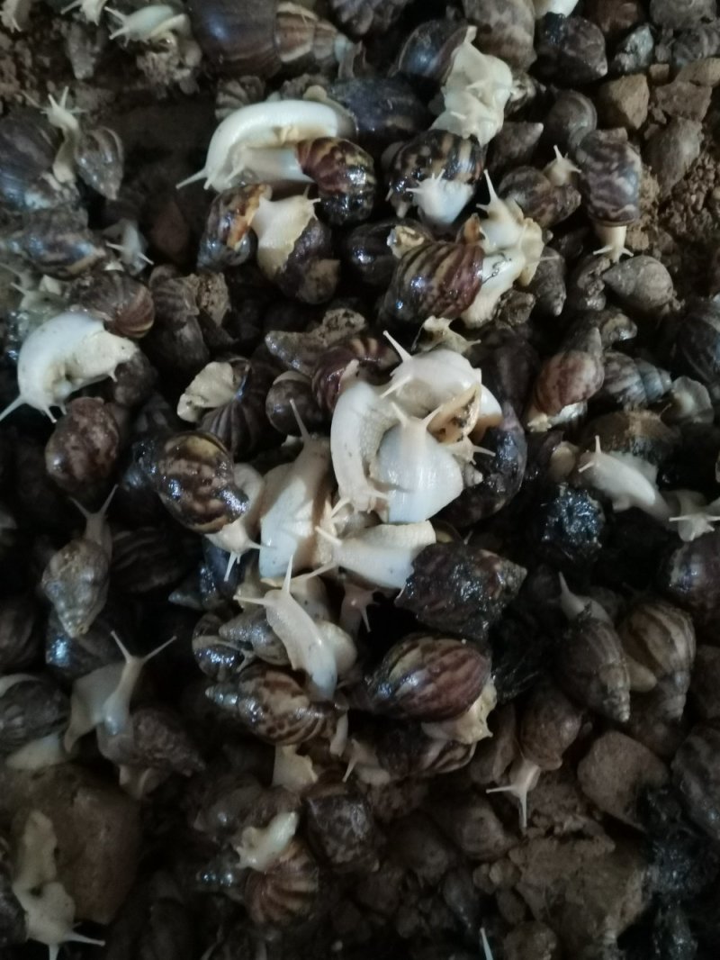 白玉蜗牛自己养一手货，没有中间商