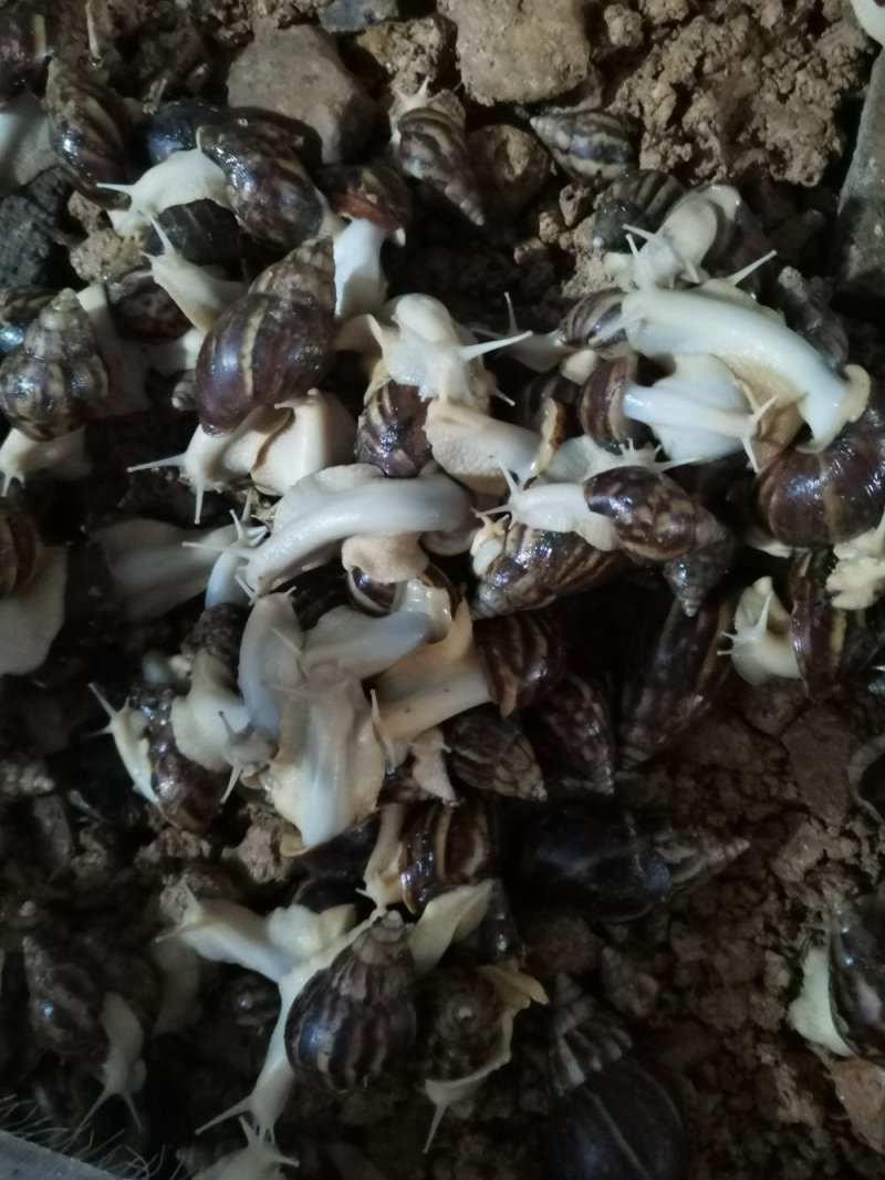 白玉蜗牛自己养一手货，没有中间商