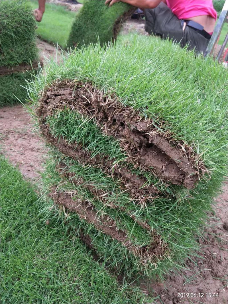 马尼拉台湾草