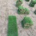 马尼拉台湾草