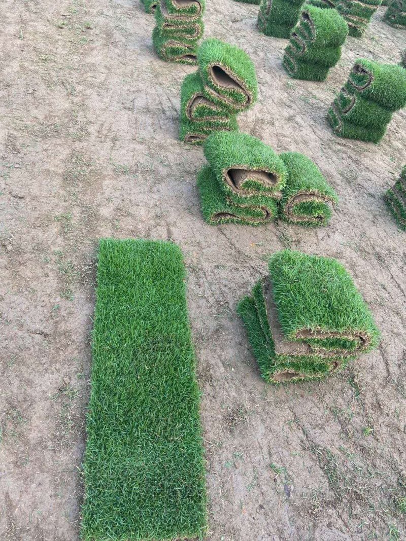 马尼拉台湾草