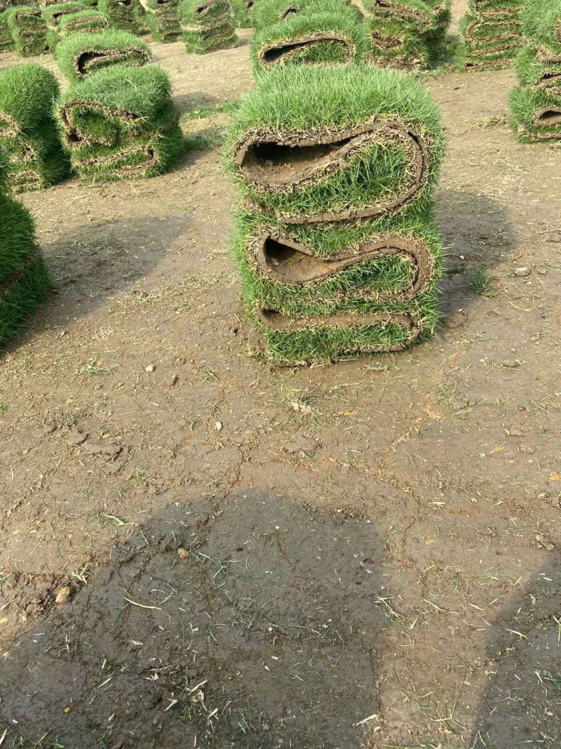 马尼拉台湾草
