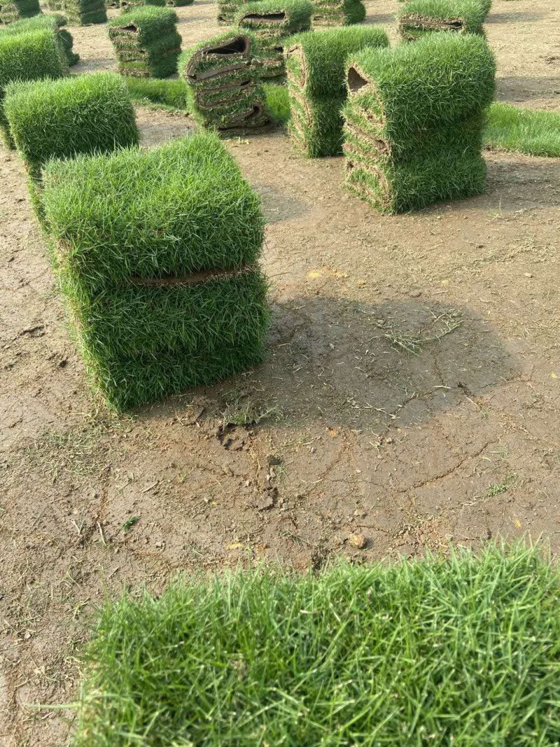 马尼拉台湾草