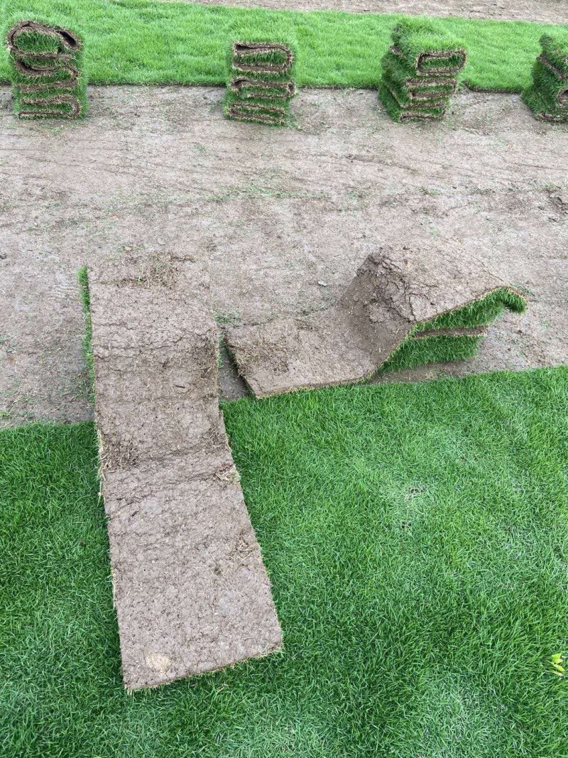 马尼拉台湾草