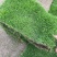 马尼拉台湾草