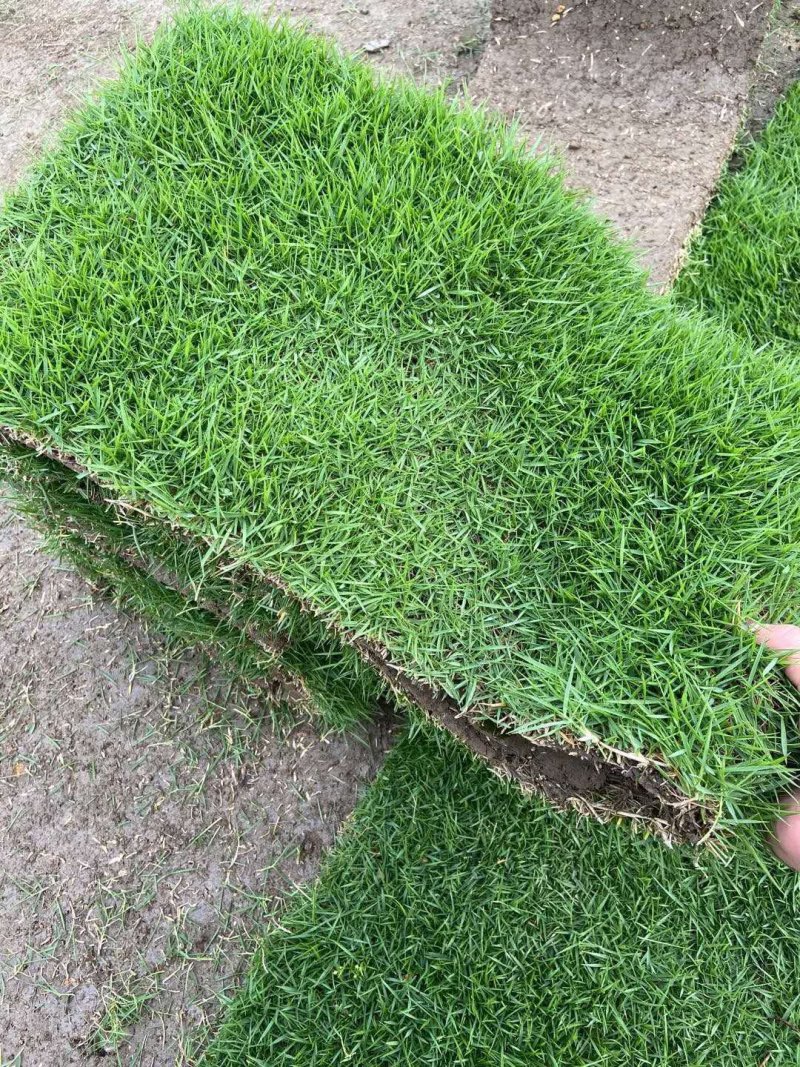 马尼拉台湾草