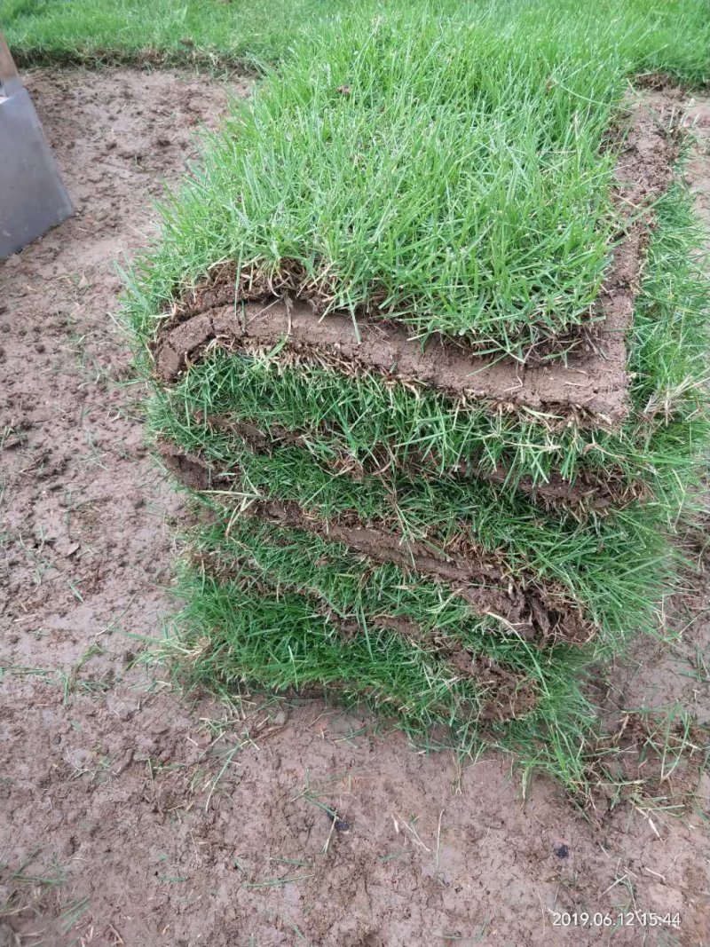 马尼拉台湾草