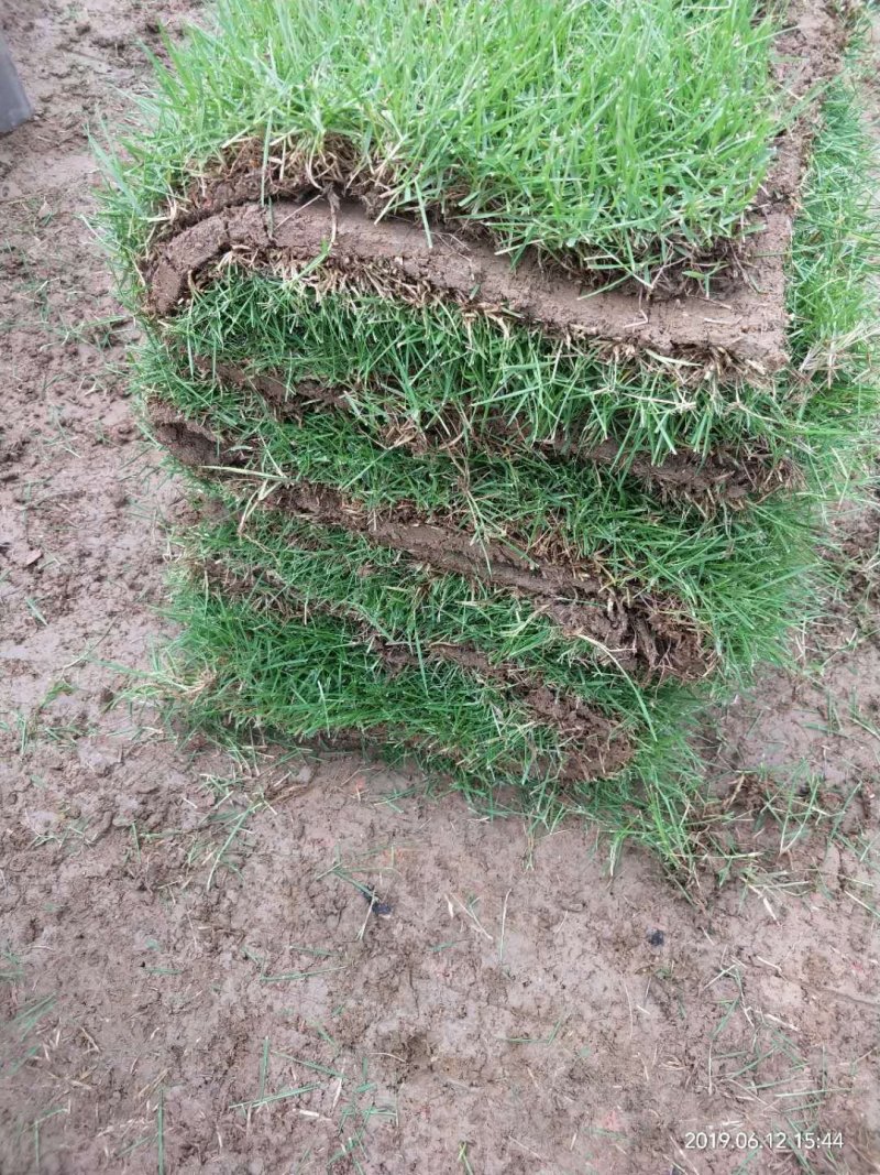 马尼拉台湾草