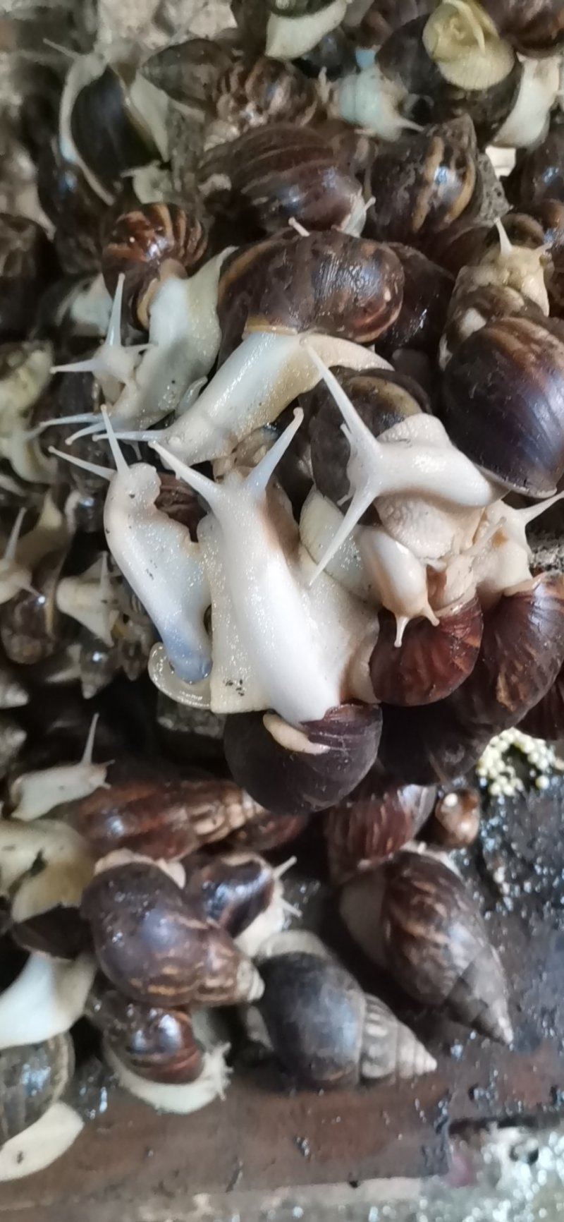 野生白玉蜗牛出售，有需要的老板联系我