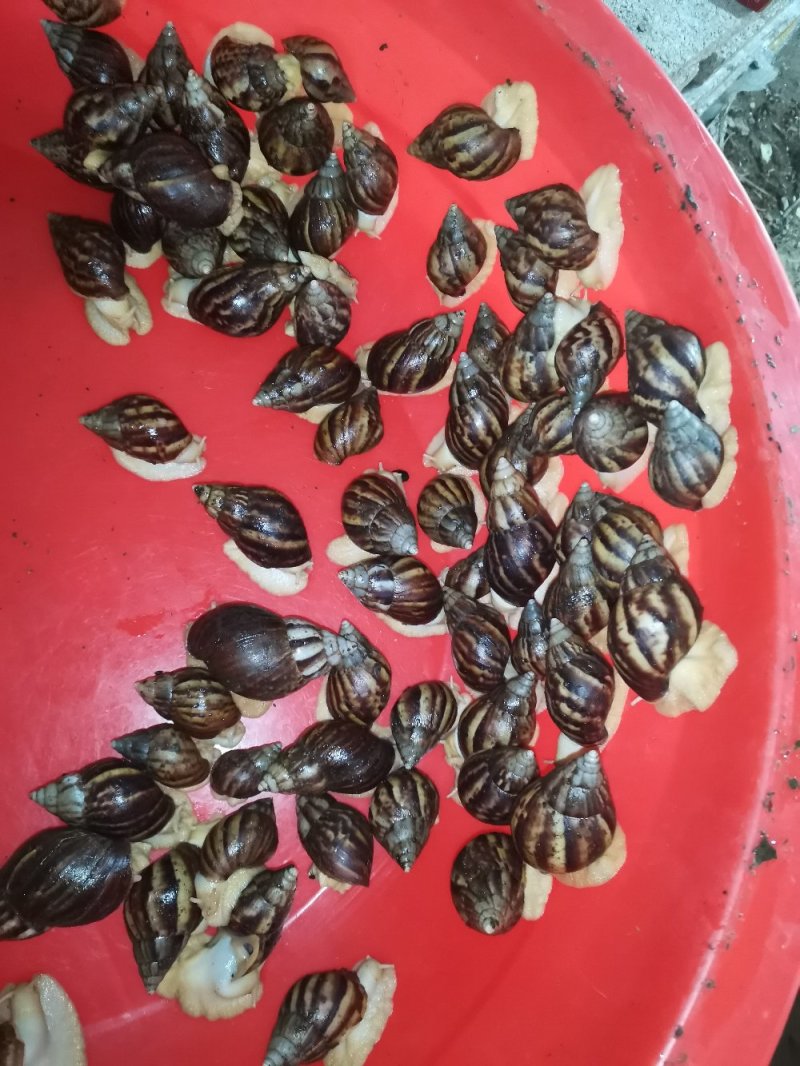 野生白玉蜗牛出售，有需要的老板联系我