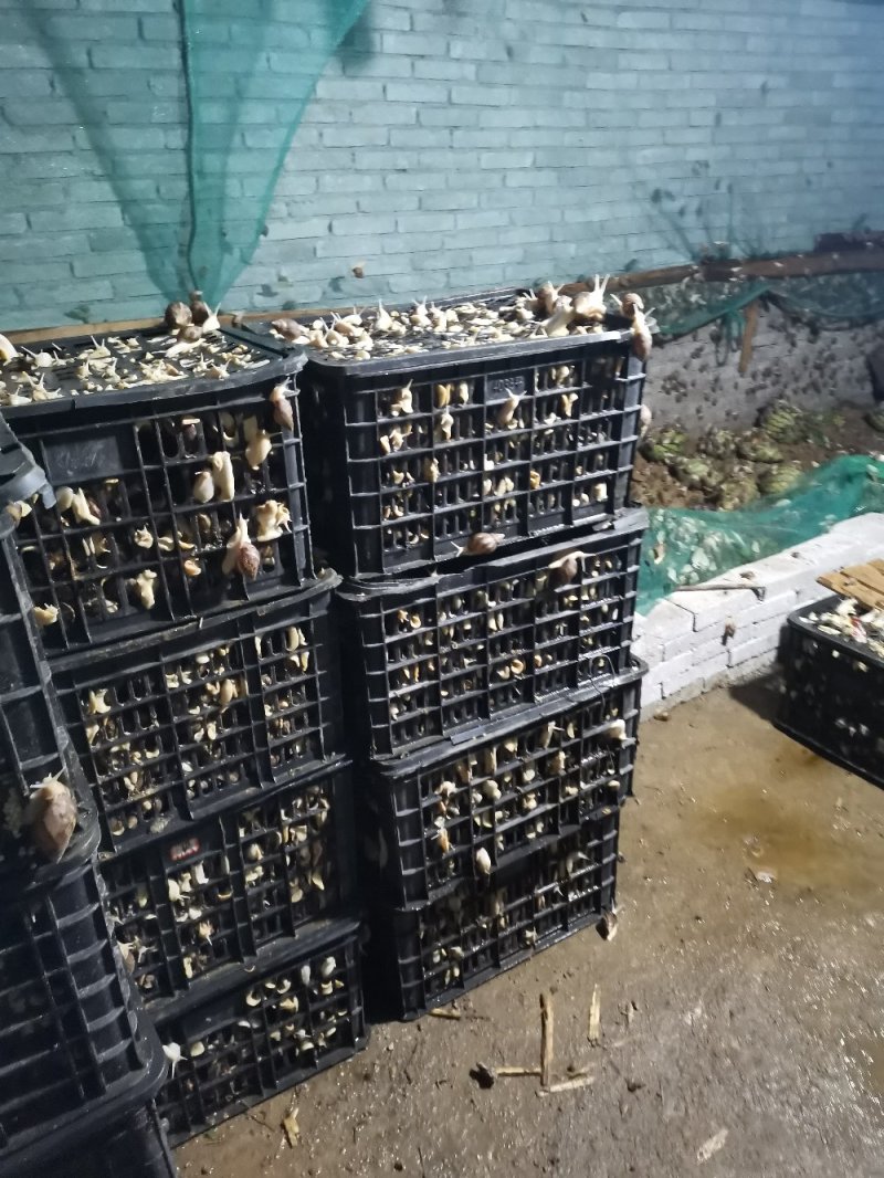 野生白玉蜗牛出售，有需要的老板联系我