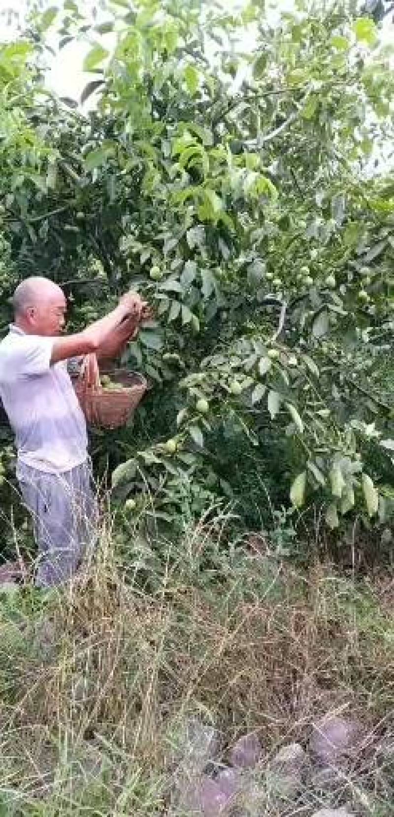 【核桃】青皮核桃河南产地直销大量有货欢迎咨询