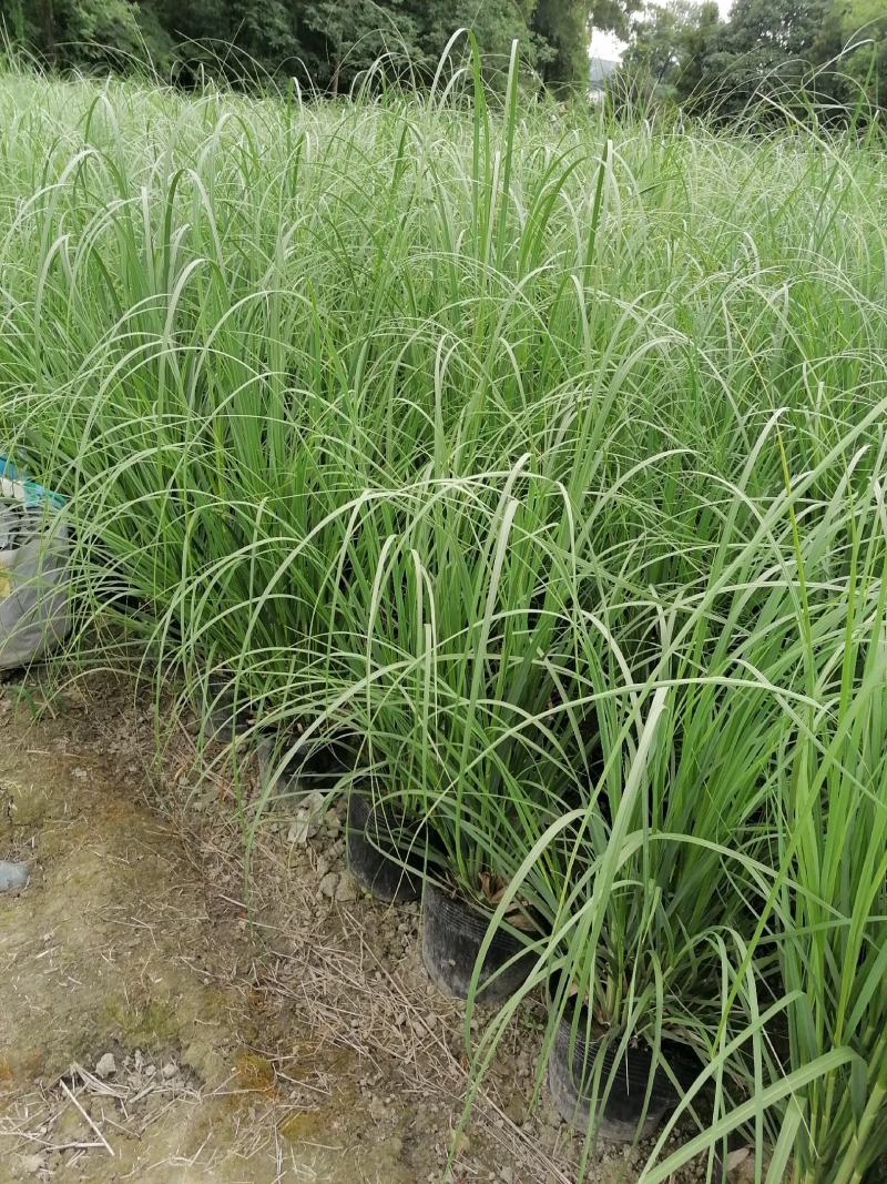 自家苗圃供应蒲苇蒲苇基地直销保质保量视频看货