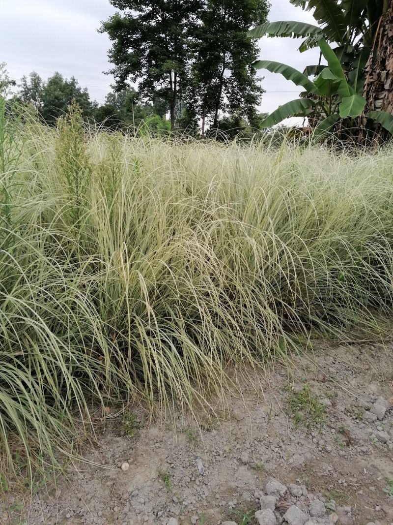 自家苗圃供应蒲苇蒲苇基地直销保质保量视频看货