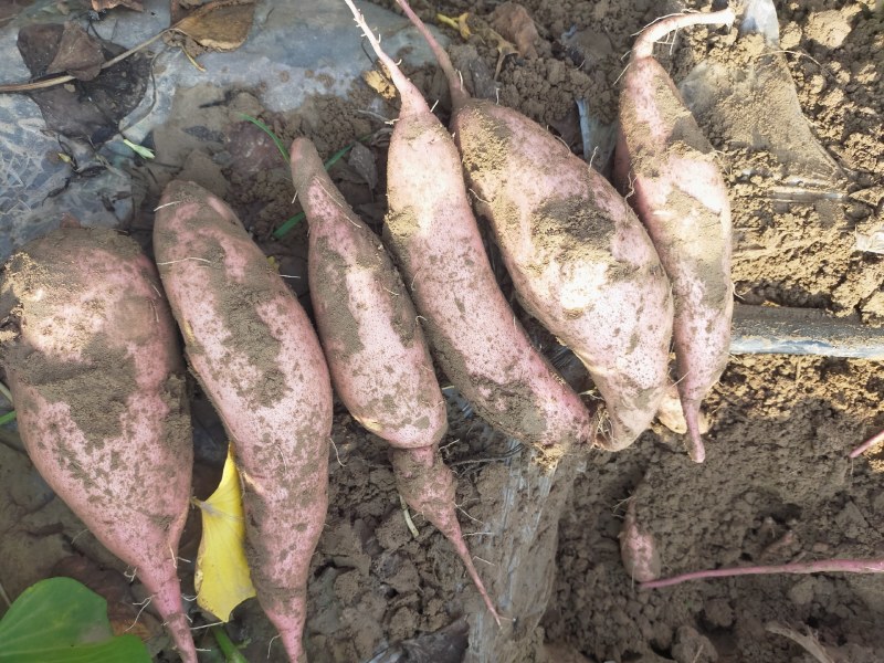 河北红薯龙薯九大量上市了，长条块红皮，皮毛亮干净