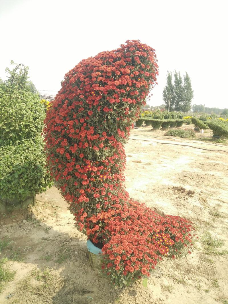 菊花盆景