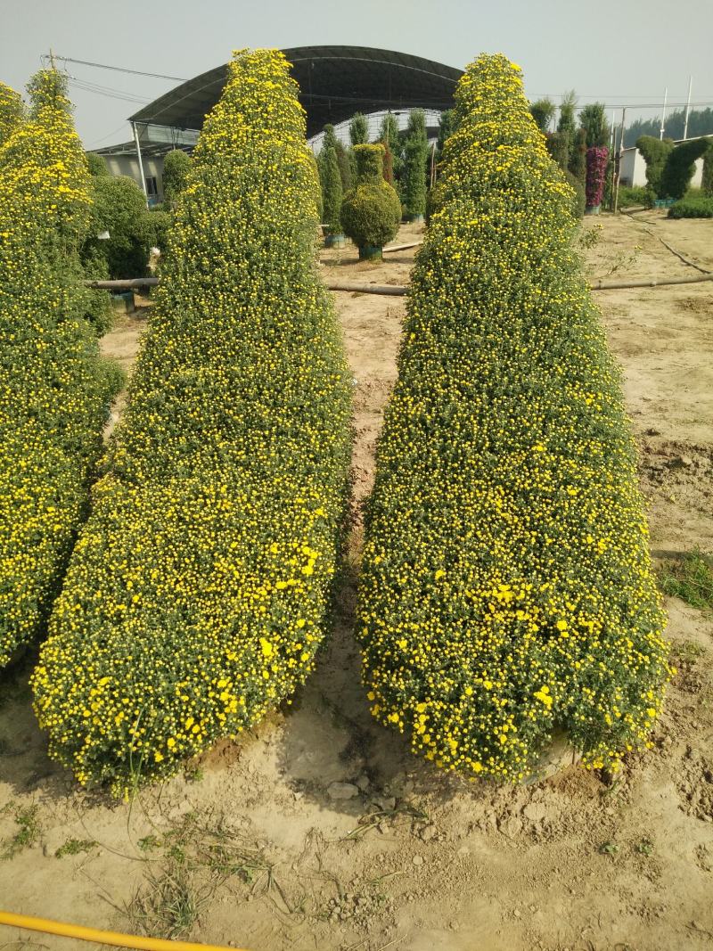 菊花盆景