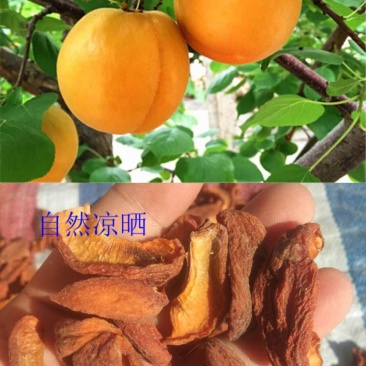 2020年杏干，口感酸甜，农家自产，请放心购买