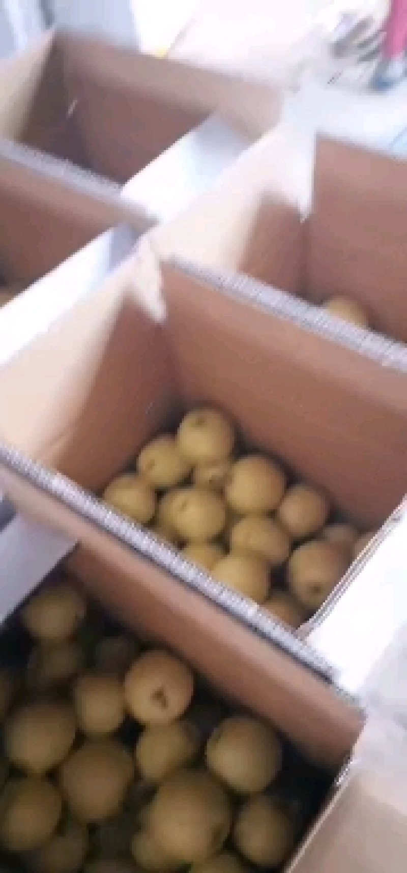 最新皇冠梨库存量，价格分析，走量趋势，装货量
