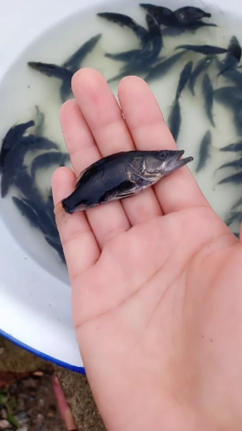 鳜鱼苗湖北鳜鱼苗个头好产地直销欢迎来看苗