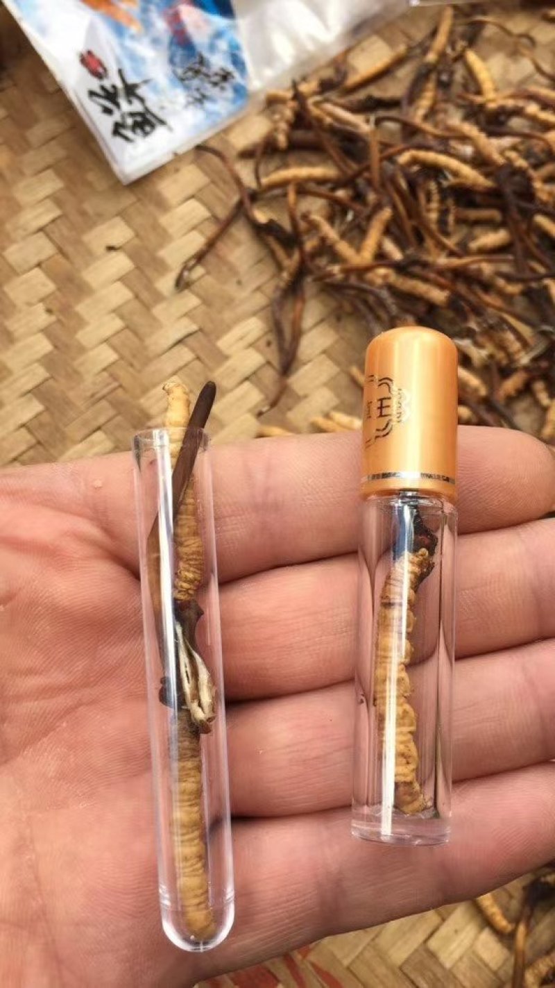 青海那曲冬虫夏草3000好海拔的精品草
