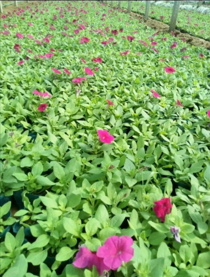 自家苗圃供应牵牛花牵牛花基地直销视频看货保质保量